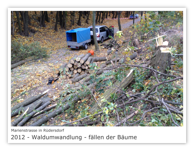 Marienstrasse in 15562 Rüdersdorf 2012 - Waldumwandlung - fällen der Bäume